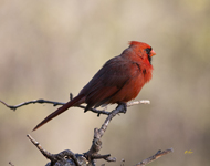 Northern Cardinal 9932